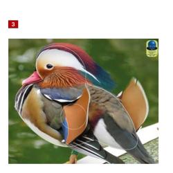 Blasons petits animaux 2 - Ai2M - 3