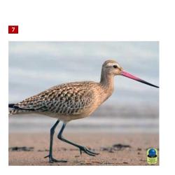 Blasons petits animaux 2 - Ai2M - 7