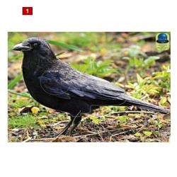 Blasons petits animaux 3 - Ai2M - 1