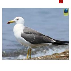 Blasons petits animaux 3 - Ai2M - 2