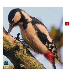 Blasons petits animaux 3 - Ai2M - 5