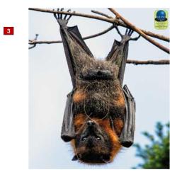 Blasons petits animaux 4 - Ai2M - 3