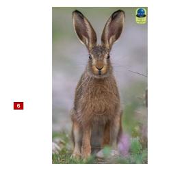 Blasons petits animaux 4 - Ai2M - 6