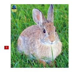 Blasons petits animaux 4 - Ai2M - 7