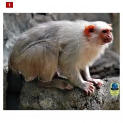 Blasons petits animaux 5 - Ai2M - 1