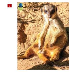 Blasons petits animaux 5 - Ai2M - 2