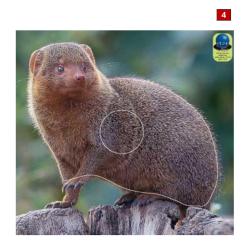 Blasons petits animaux 5 - Ai2M - 4