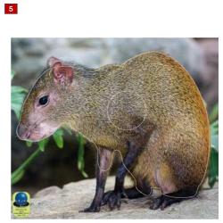 Blasons petits animaux 5 - Ai2M - 5