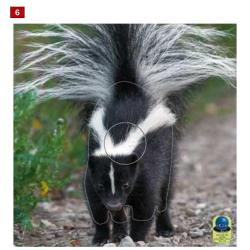 Blasons petits animaux 5 - Ai2M - 6