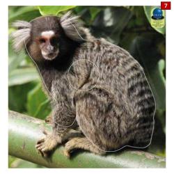 Blasons petits animaux 5 - Ai2M - 7