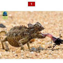 Blasons reptiles petits animaux - Ai2M - 1