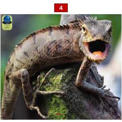 Blasons reptiles petits animaux - Ai2M - 4