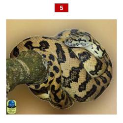 Blasons reptiles petits animaux - Ai2M - 5