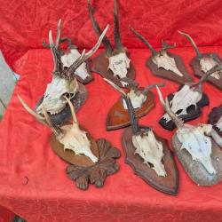 Lot de 15 trophées de chevreuils atypiques