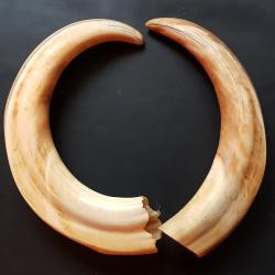 Une paire de défenses de phacochère