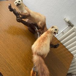 Duo de fouines sur leur branche