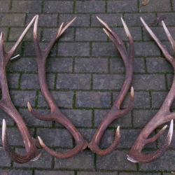 2 superbes mues de cerfs  -