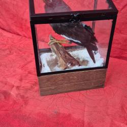 Martin triste dans son coffret en verre enneigé