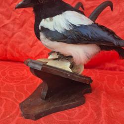 Pie- sur un véritable trophée de chamois  -