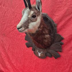 Imposante tête de chamois en cape  -