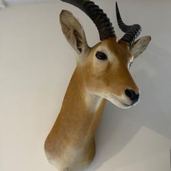 Troph&eacute;e de Chasse de Con des roseaux