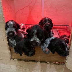 chiot drahthaar Lof (Val d'Oise)