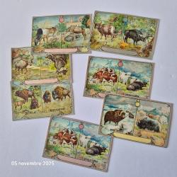 Lot de  images chicor&eacute;e avec des vaches, bisons, buffles, karbau