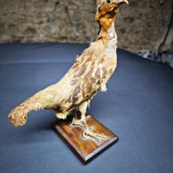 Perdrix Naturalisée