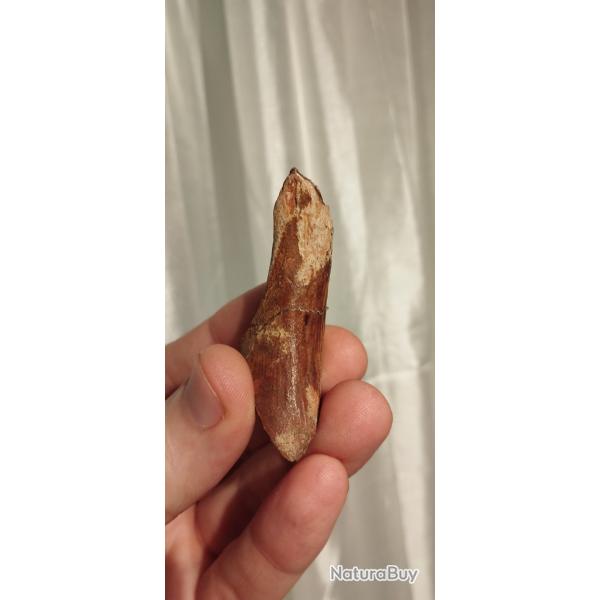 Fragment d'os fossile de dinosaure - Spinosaurus aegyptiacus collection vintage antiquit