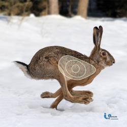 Blason 2D Ital Espanso Lièvre
