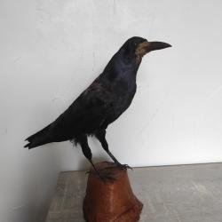 Corbeau naturalisé