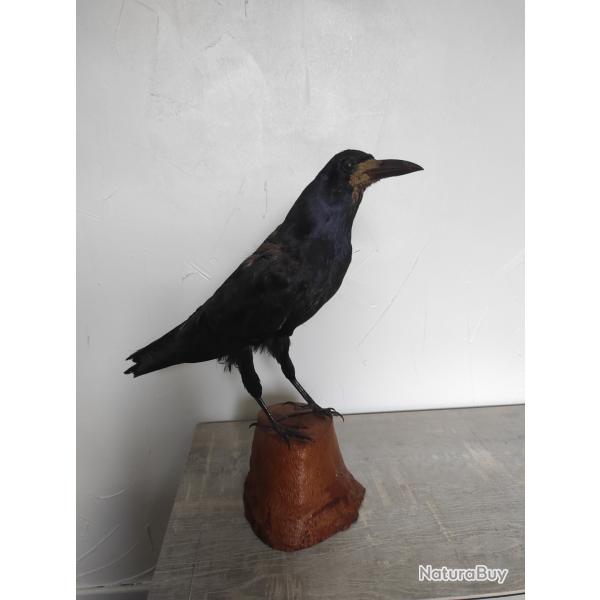 Corbeau naturalis