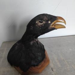 Tête de Coq de Bruyère naturalisée