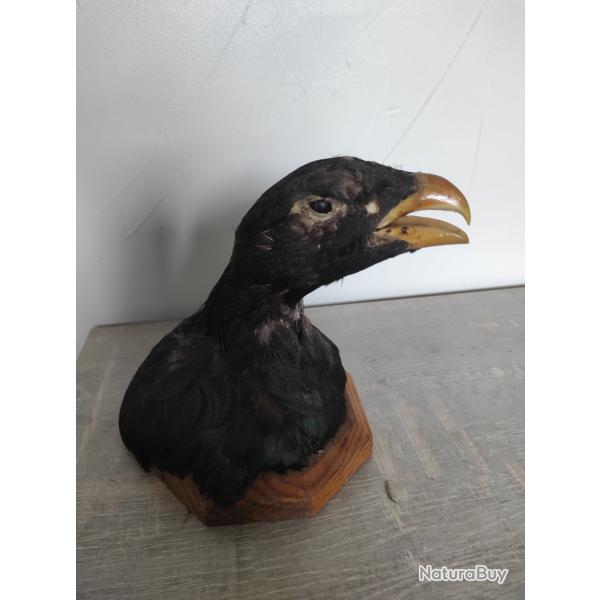 Tte de Coq de Bruyre naturalise