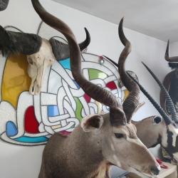 3 trophées africains et 1 taureau corrida, très belle qualité