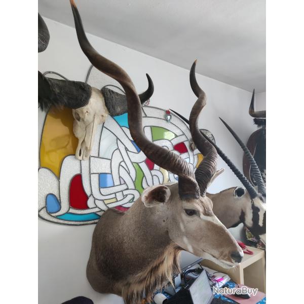 3 trophes africains et 1 taureau corrida, trs belle qualit