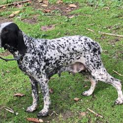 Chiots braquer d'Auvergne