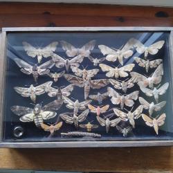 Papillons naturalis&eacute;s.