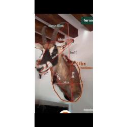 Hyppotrague antilope cheval A prendre sur place