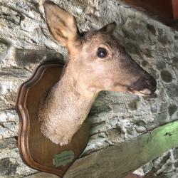 Chevreuil naturalisé