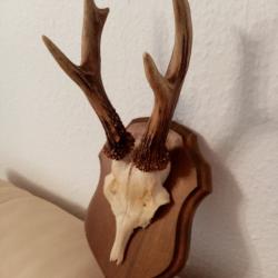 MASSACRE CHEUVREUIL SUR ECUSSON