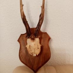 MASSACRE CHEUVREIL 33 cm SUR ECUSSON