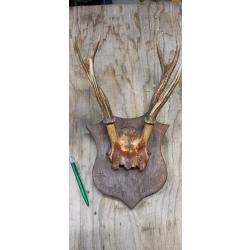 bois de cerf de nouvelle Cal&eacute;donie