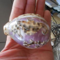 coquillages porcelaines grav&eacute;s