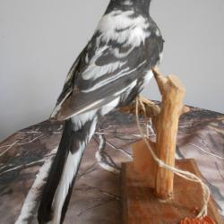 Merle noire  semi-albinos