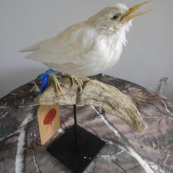 étourneaux unicolore albinos