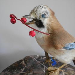 geai des chênes (sous-èspece)