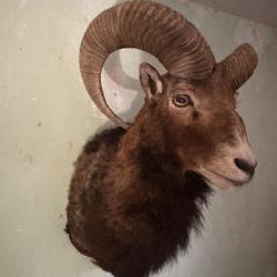 Très belle tête de mouflon