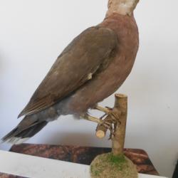 tourterelle a poitrine rose