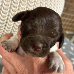 EPAGNEUL BRETON CHIOTS LOF